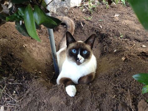 Cat Digging Holes In Garden Fasci Garden