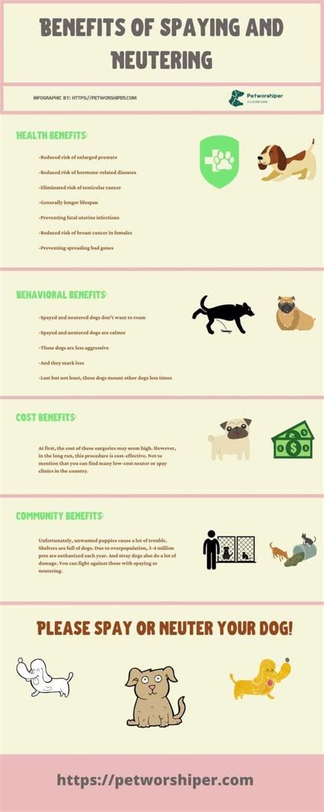 Everything About Spaying And Neutering Benefits Surgery And