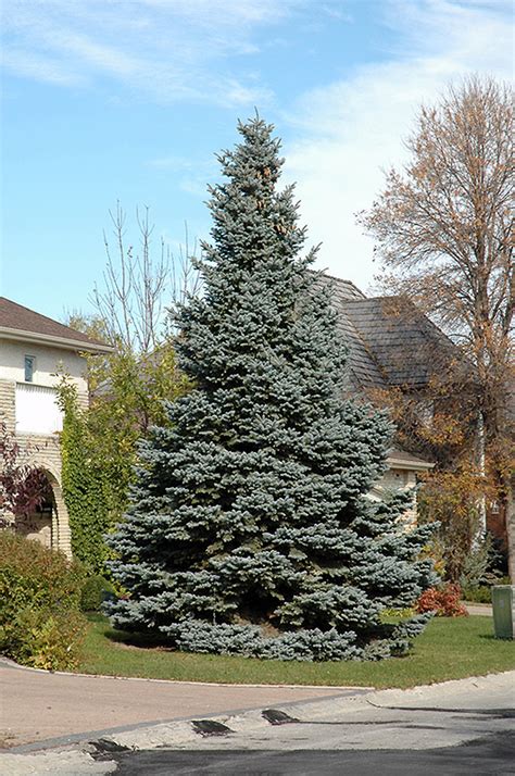 Baby Blue Colorado Blue Spruce Picea Pungens Baby Blue In Inver