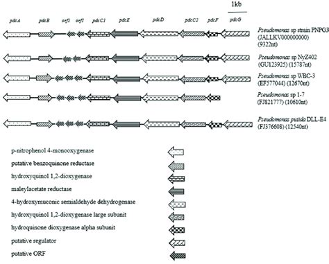 Organization Of The Putative Pnp Gene Cluster In Pseudomonas Asiatica