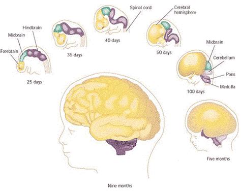 Talking About Learning Neurodevelopment