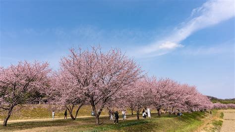 北浅羽桜堤公園の安行寒桜 4k （埼玉県坂戸市）2023312 Youtube