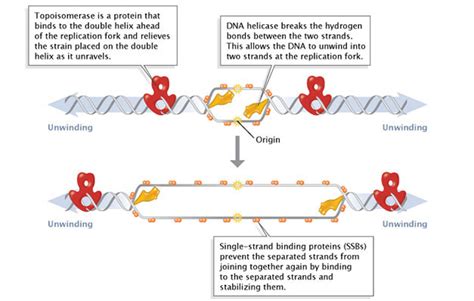 Molecular Events of DNA Replication | Learn Science at Scitable