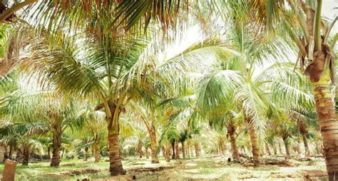 Farmers Are Growing Coconut Palms In Arid Rajasthan