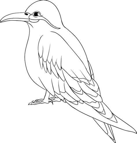 Premium Vector Inca Tern Vector Sketch Of Hand Drawn Bird Linear