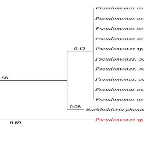 Phylogenetic Tree Based On 16s Rrna Gene Sequences Showing Relationship