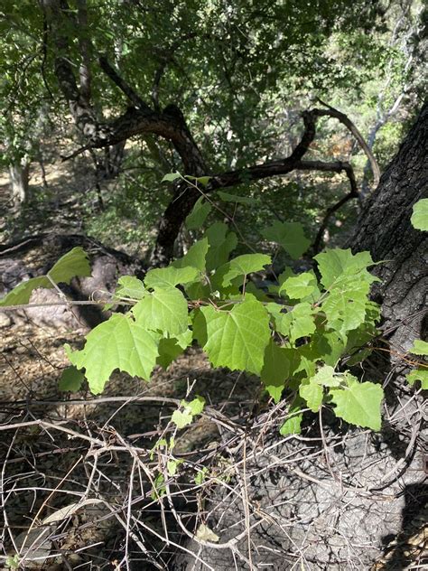 105 Canyon Wild Grape Vitis Arizonica Shrubby Low Climb Flickr