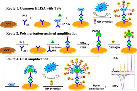 Signal Amplification For Highly Sensitive Immunosensing Springerlink