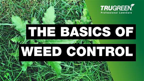 Weed Control Tips Trugreen Lawn Care Youtube