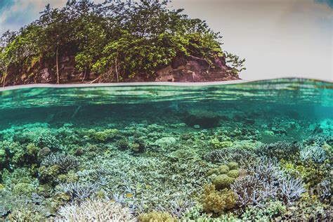 Split Level View Of Shallow Coral Reef And Island Photograph by Louise ...