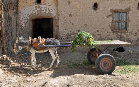 Donkey Photo Filedonkey Cart R01 Wikimedia Commons Donkey