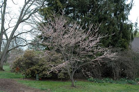 Pauline Lily Redbud Cercis Canadensis Pauline Lily In Drums