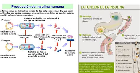 Investigue Que Es La Insulina Como Se Obtiene Y Cu L Es Su Funci N