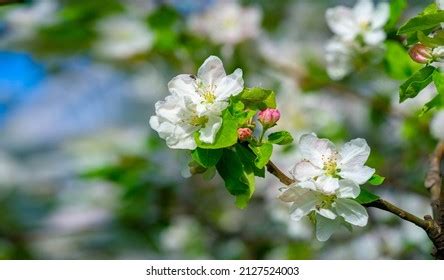 252 Malus Sieversii Images, Stock Photos, and Vectors | Shutterstock