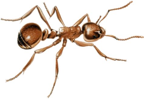 Download Ant Png Image Ants Transparent Png Download Seekpng