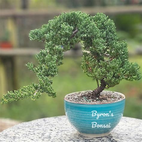 Japanese Juniper Etsy