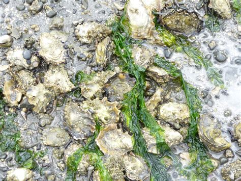 Oyster Farming — Penn Cove Shellfish