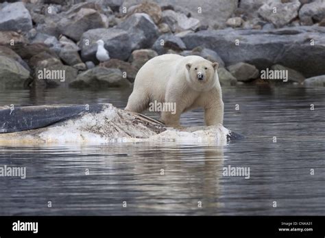 Polar Bear Ursus Maritimus Adult Feeding Scavenging Dead Fin Whale