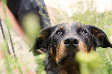 Dog Beauceron French Shepherd Free Image Download