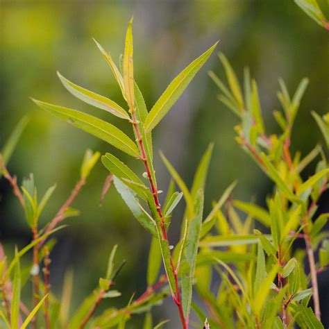 Store — Salix Nigra Black Willow — Ontario Native Plant Nursery