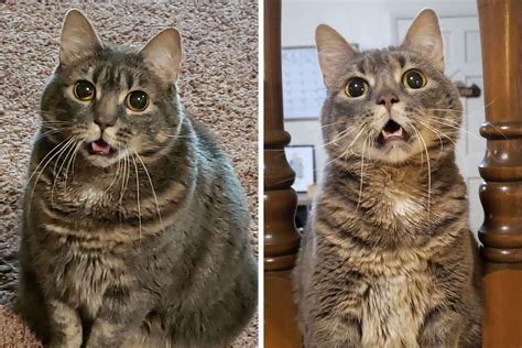 80 Chonky Cats That Underwent Incredible Transformations To Become