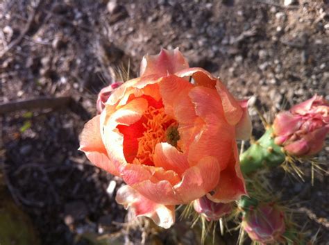 Peyote Ceremony Experience | Peyote Ceremony Facts | Desert Spirit ...