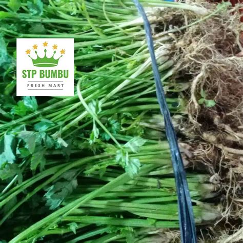 Jual Daun Seledri Segar Fresh 50 Gram 100 Gram Sledri Shopee