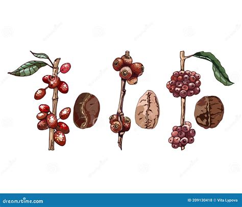 Types of Coffee VarietiesÐ± Arabica Robusta Liberica Stock Vector - Illustration of design ...