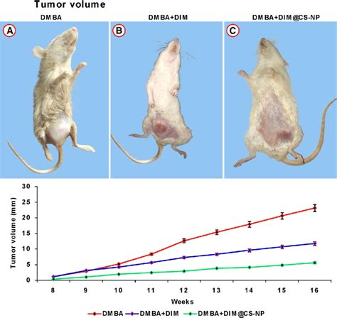 Representative Images A Show Dmba Induced Mammary Tumor Bearing Rat B