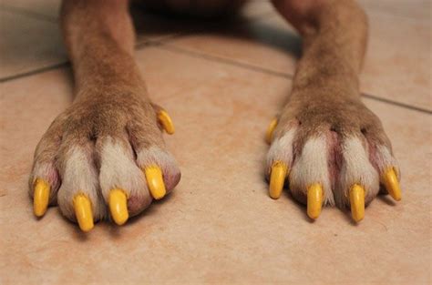 How To Safely Paint Your Dogs Nails Petguide