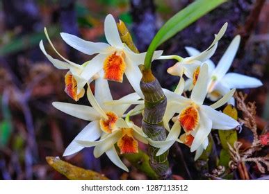 9 Dendrobium Heterocarpum Lindl Images Stock Photos Vectors