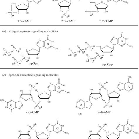 Chemical Structures Of A Cyclic Mononucleotide Signalling Molecules