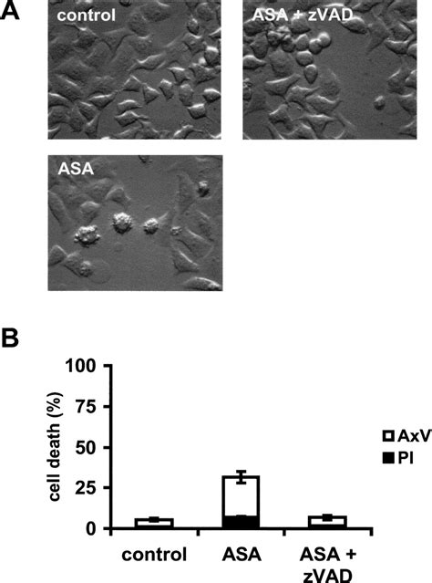 Aspirin Induced Apoptosis Is Prevented By Caspase Inhibitor ZVADfmk