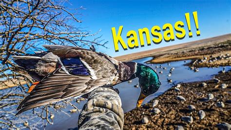 Kansas Waterfowl Hunt Pintails Mallards And Geese Youtube