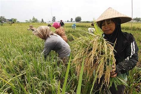 Impor Saat Panen Badan Pangan Nasional Dinilai Tidak Konsisten Koran