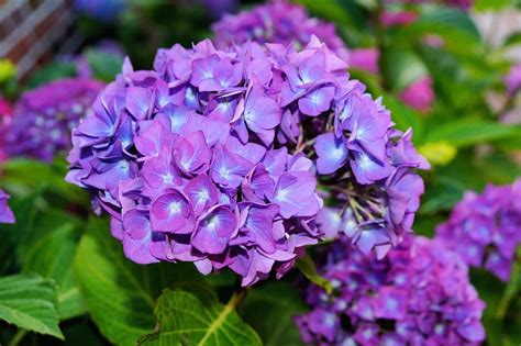 Las Flores Venenosas M S Bonitas Del Mundo