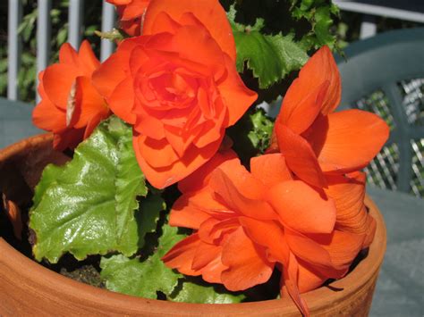 How To Store Tuberous Begonias For Winter And Restart Them In Spring