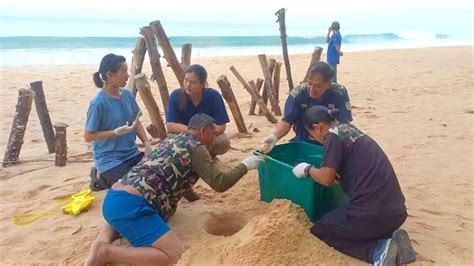 Leatherback Nest Found At Khao Lampi