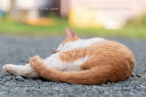 くつろぐ猫 茶トラ白の写真素材 200856584 イメージマート