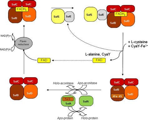 Current View Of The Mechanism Of Fe S Cluster Assembly Mediated By The