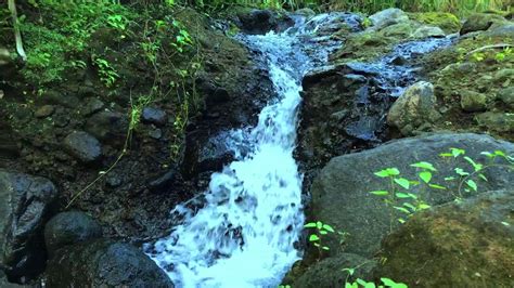 FOREST RIVER SOUNDS RELAXING NATURE SOUNDS River Forest Waterfall