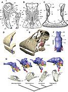 Category Nigersaurus Skulls Wikimedia Commons