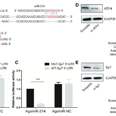 Mir 214 Directly Targets Atf4 And Sp7 A Bioinformatic Analysis Of