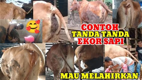 JIKA KANTOS SUSU MELOROT DAN DI SERTAI EKOR SEPETI INI BERARTI SAPI MU