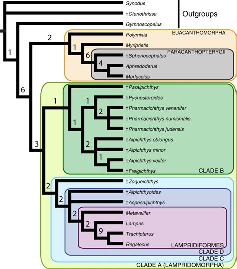 Strict Consensus Of The 12 Most Parsimonious Trees Obtained After Download Scientific Diagram