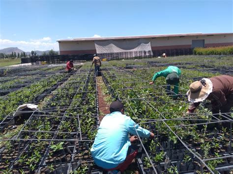 Producción De Planta En Viveros Fundamental Para Cumplir Meta Del Reto