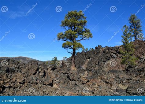 Pine Tree Growing Out Of A Lava Rock Field Stock Image Image Of