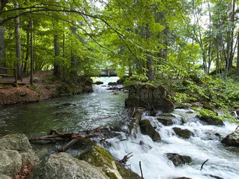 Small Beautiful Brook Stream Waterfall In A Forest Stock Image Image