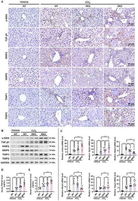 Myeloid Cell Specific Manf Knockout Promotes Ccl Induced Hscs