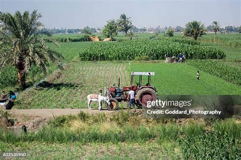 656 Farming Nile River Stock Photos, High-Res Pictures, and Images ...